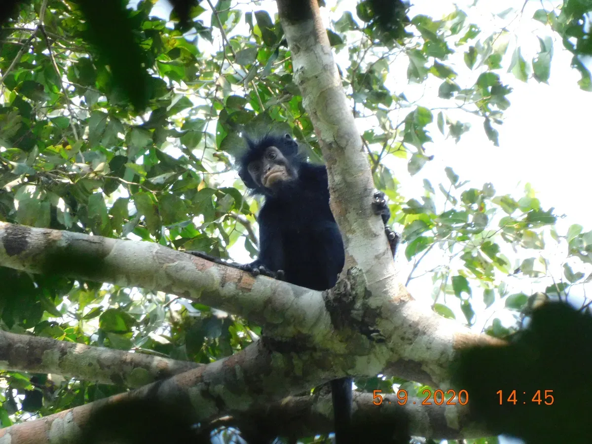colobus-congensis-known-locally-as-likweli-l.webp