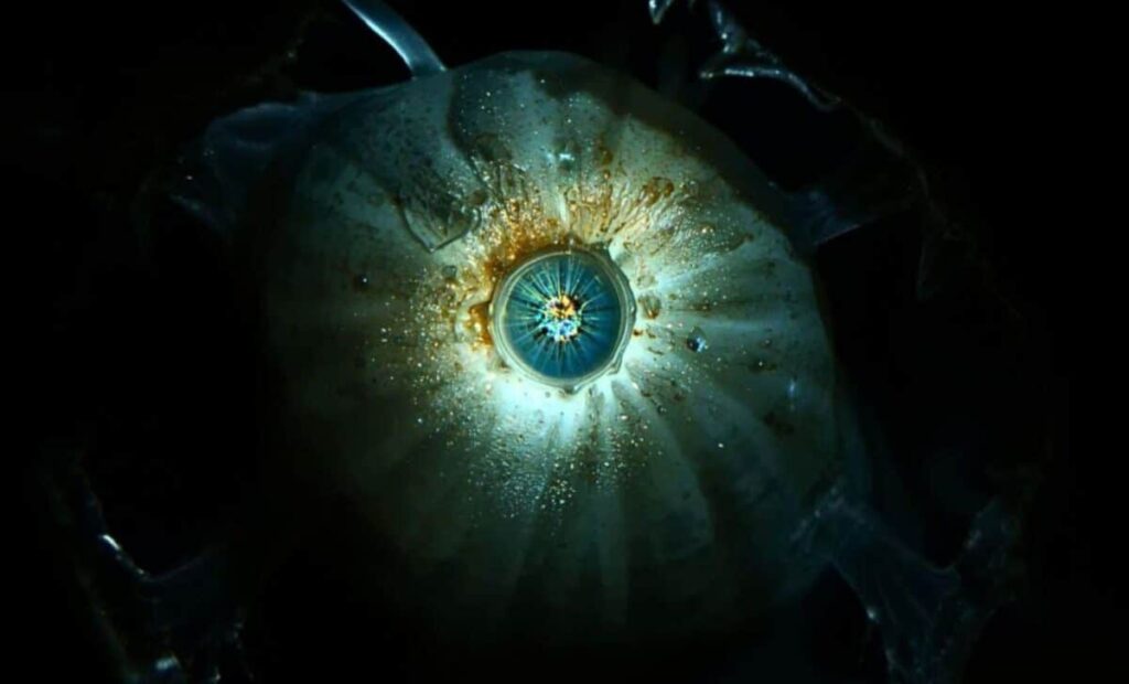 Gli occhi umani discendono da un “ciclope” vissuto 600 milioni di anni fa che possedeva un solo occhio sulla fronte