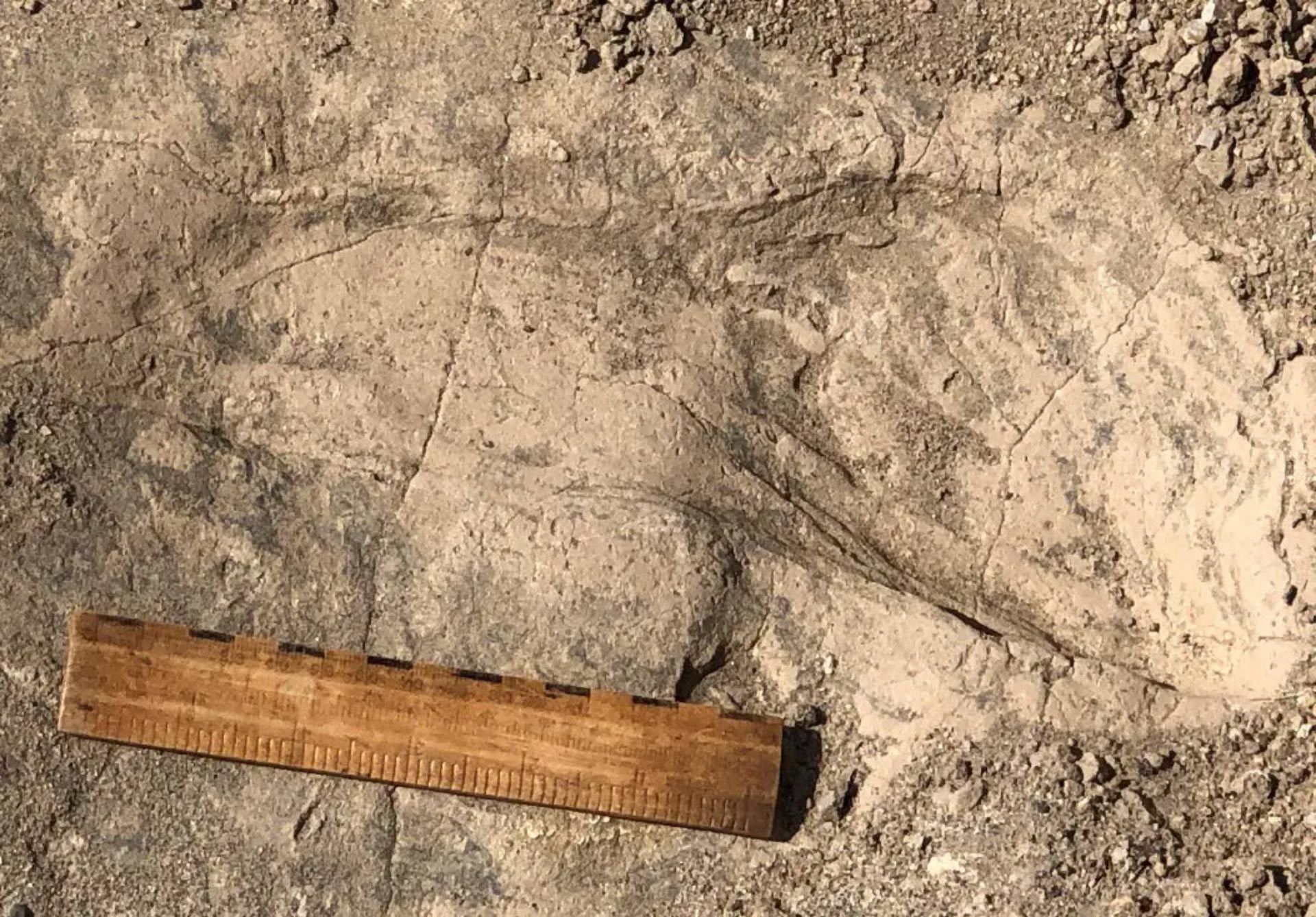 Erano i giganti dell’Africa preistorica: impronte fossili sorprendono gli scienziati