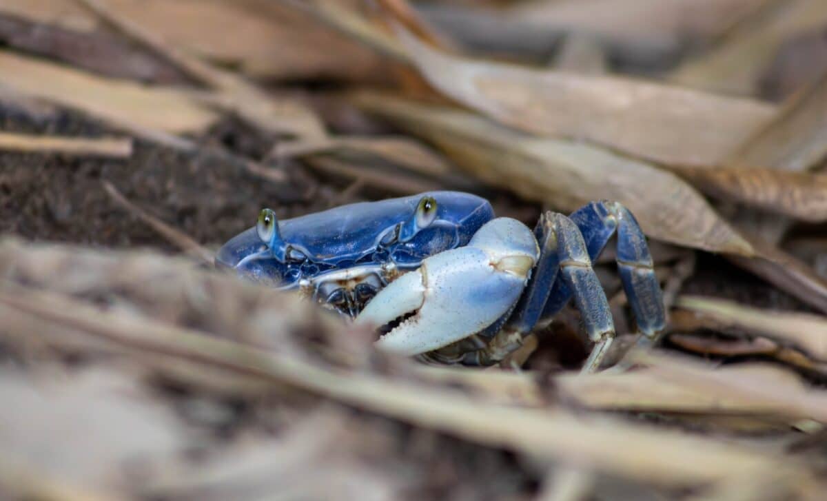 the-blue-land-crab-emerges-through-the-dry-leaves-on-colombias-caribbean-coast-during-the-day-scaled-1.jpg