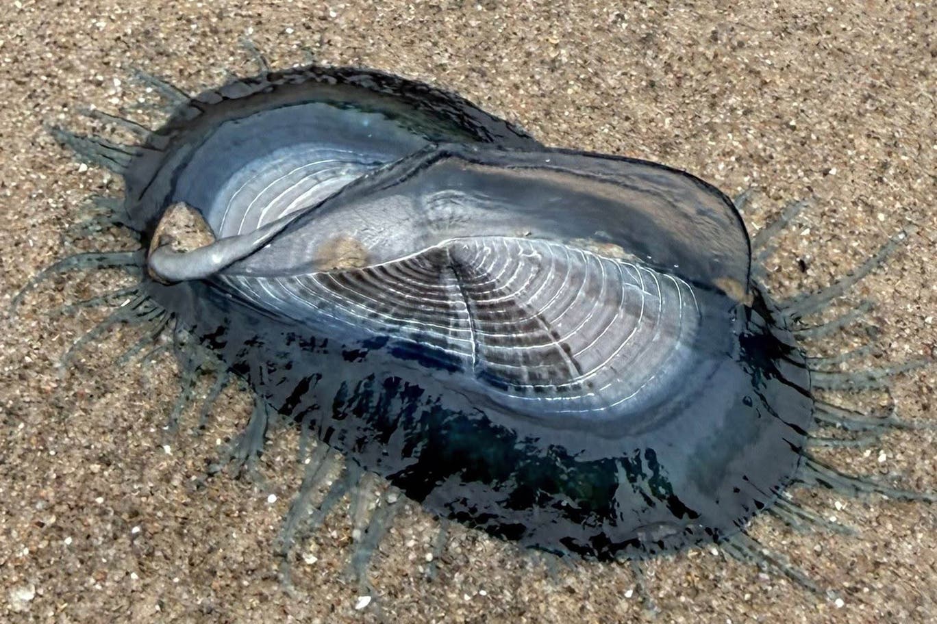 Cosa sono queste misteriose strutture blu apparse sulle coste?