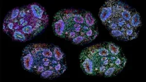 Gli scienziati hanno costruito cervelli in miniatura che percepiscono lo scorrere del tempo