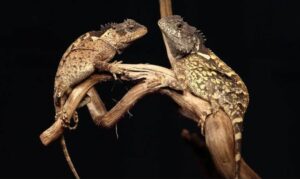 Acanthosaura syrax, la nuova lucertola scoperta in Thailandia