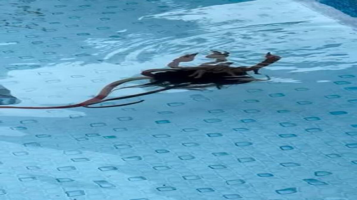 Misteriosa creatura avvistata in una piscina: il video divide il web. Di che si tratta?