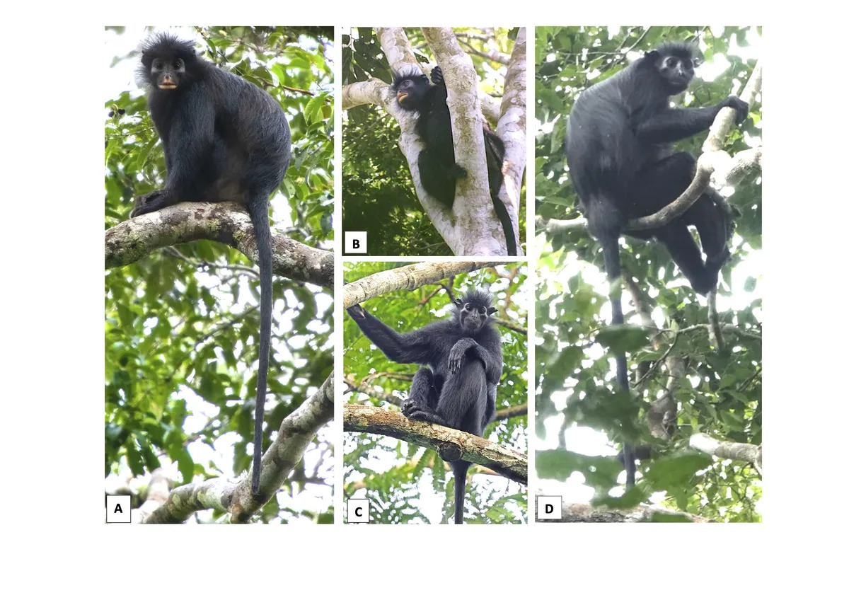 La nuova specie di scimmia appena scoperta è già a rischio di estinzione