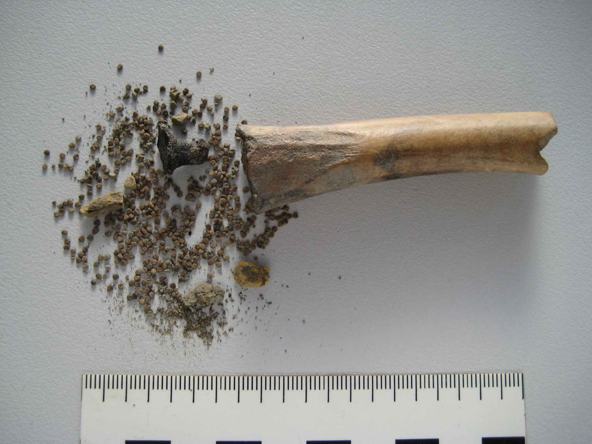 Gli archeologi trovano un “deposito di droga” romano di 2000 anni fa nascosto all’interno di un osso