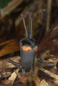 Un misterioso fiore nero è stato appena identificato dagli scienziati in Thailandia