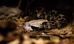 50enne ricoverato d'urgenza per il morso di vipera