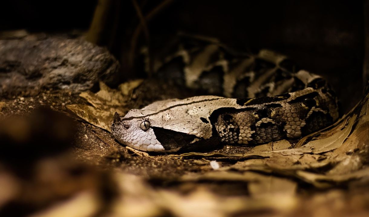 50enne ricoverato d'urgenza per il morso di vipera