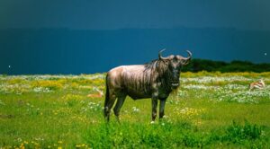 L’isola senza predatori che si sta trasformando in un incubo ecologico