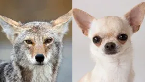 Il DNA dei Chihuahua nasconde un legame sorprendente con i coyote. La scoperta clamorosa