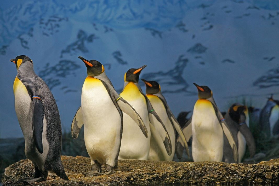Nuova specie di pinguino sulle Isole della Desolazione francesi
