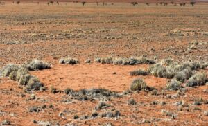 Gli scienziati hanno scoperto che gli strani “cerchi fatati” rilasciano misteriose quantità di idrogeno