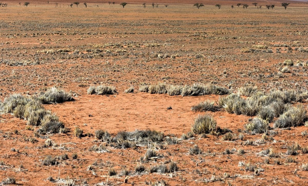Gli scienziati hanno scoperto che gli strani “cerchi fatati” rilasciano misteriose quantità di idrogeno