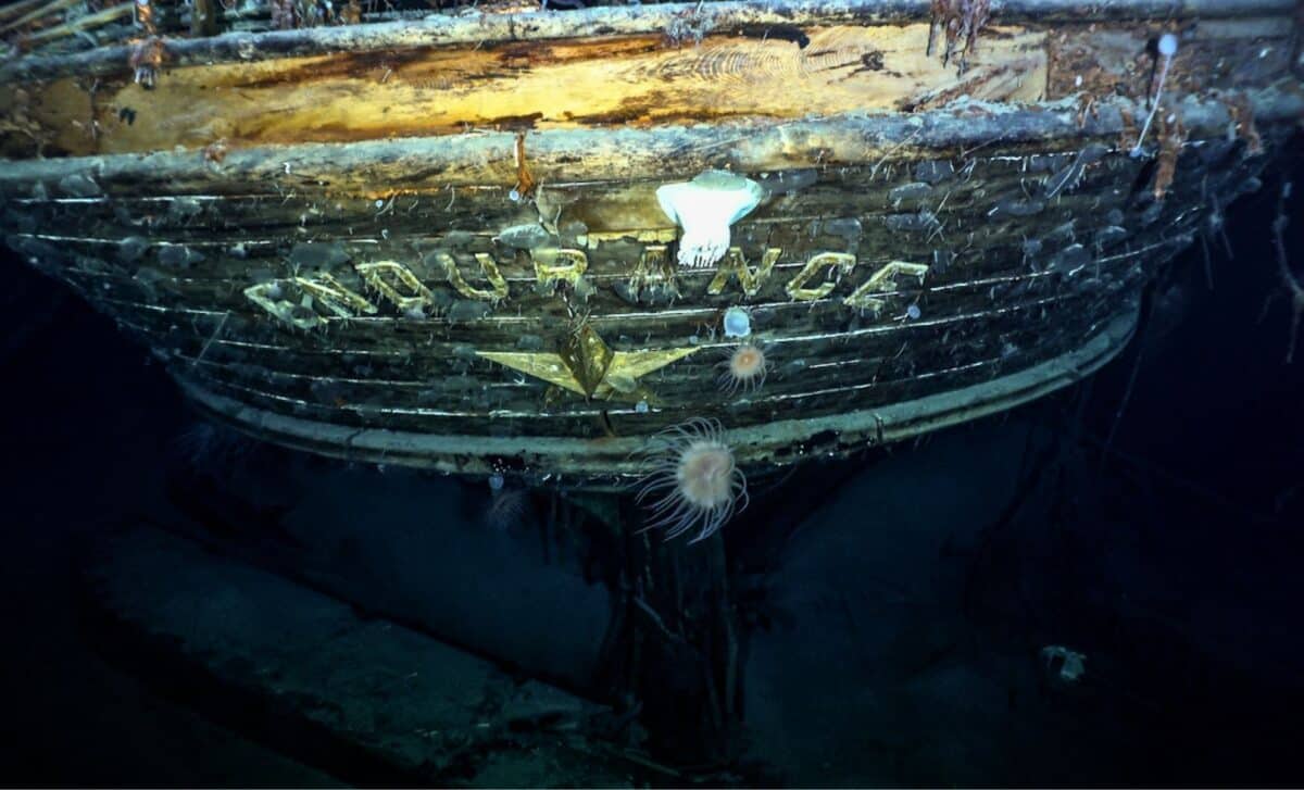A caccia dell’Endurance: la sonda sottomarina scopre mille nidi misteriosi nei fondali antartici