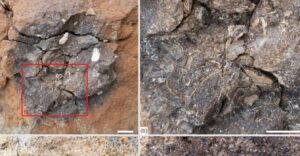 Cosa rivela la scoperta delle abitudini alimentari del plesiosauro
