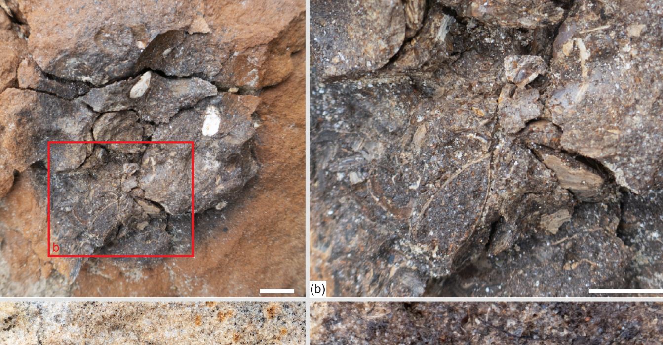 Cosa rivela la scoperta delle abitudini alimentari del plesiosauro