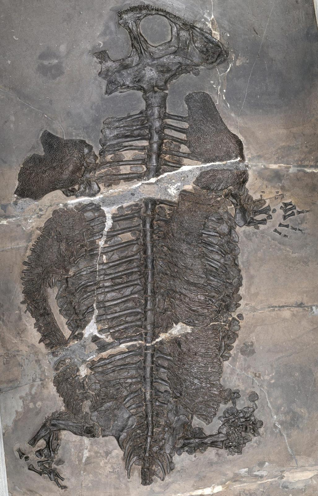 Un anfibio corazzato che visse tutta la vita in mare? È una prima assoluta