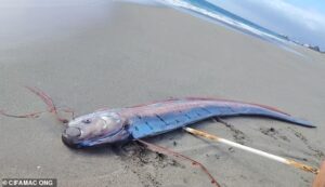 Il “pesce dell’apocalisse” è riapparso in Cile: perché tutti temono un terremoto