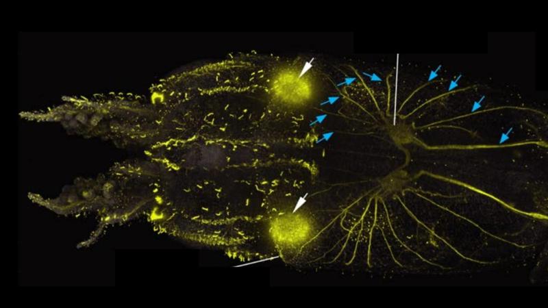 Gli scienziati scoprono che i calamari sono ricoperti di cellule simili a peli, straordinariamente simili a quelle dell’orecchio umano