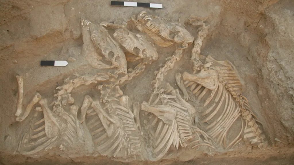 Creato 4.500 anni fa, questo misterioso animale ibrido nasconde un’incredibile storia