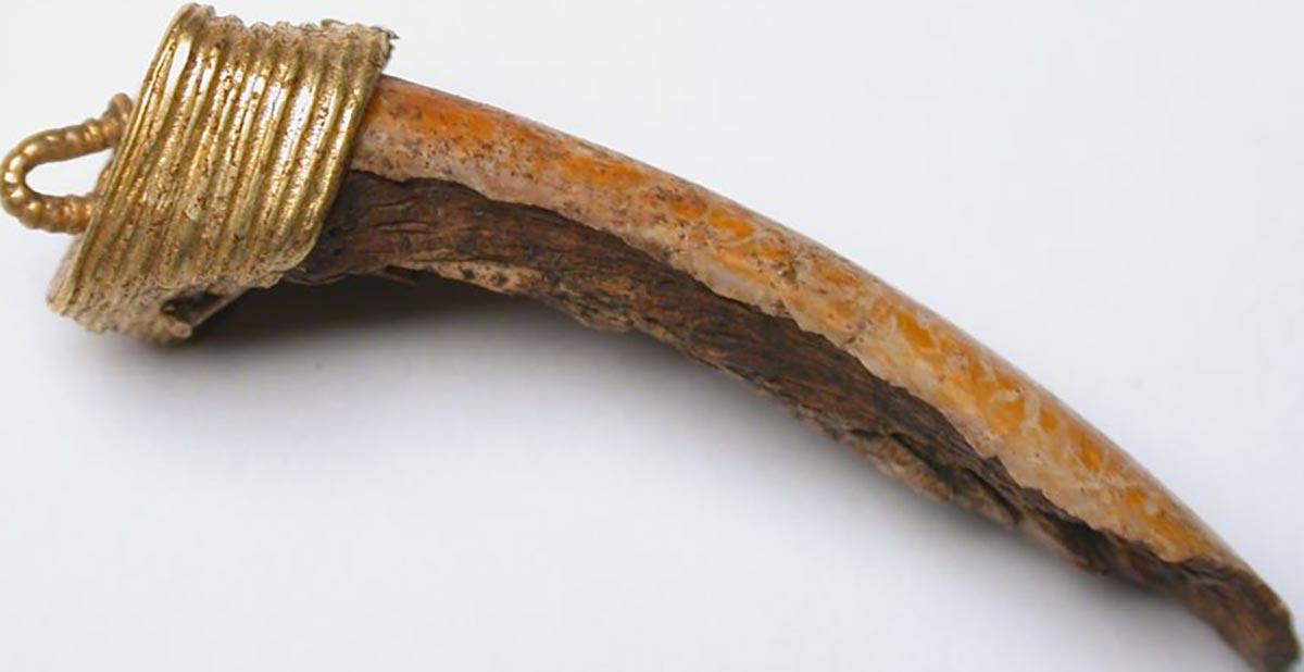 Ciondolo in oro con dente di castoro