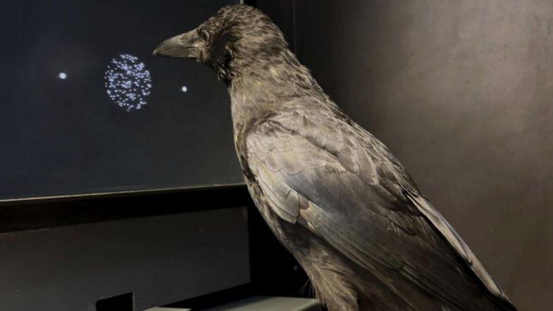 Un corvo becca un gruppo di punti bianchi su uno schermo nero di un computer