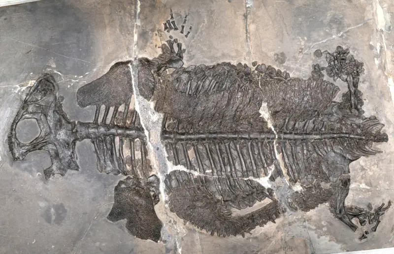 Cina: trovato il fossile di un misterioso animale vissuto 237 milioni di anni fa