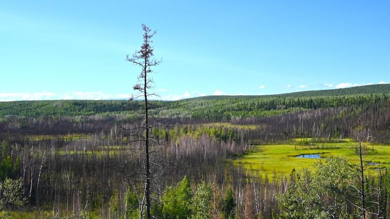 un albero alto e sottile si staglia davanti a una valle rigogliosa, con montagne che si innalzano in lontananza