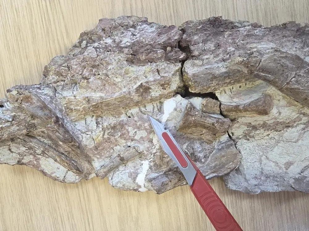 Fossile di Ctenosuchus tenuidens