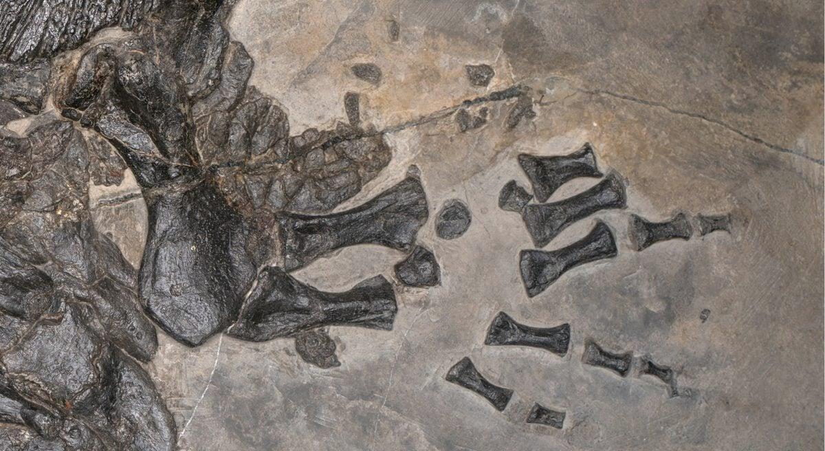 Un anfibio corazzato che visse tutta la vita in mare? È una prima assoluta