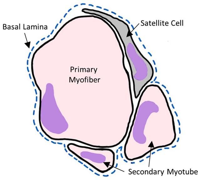 None Diagramma della riparazione muscolare