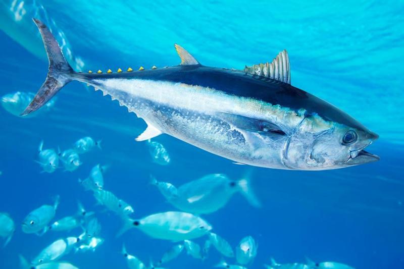 Tonno, le prime prove di pesca risalgono a 44.000 anni fa