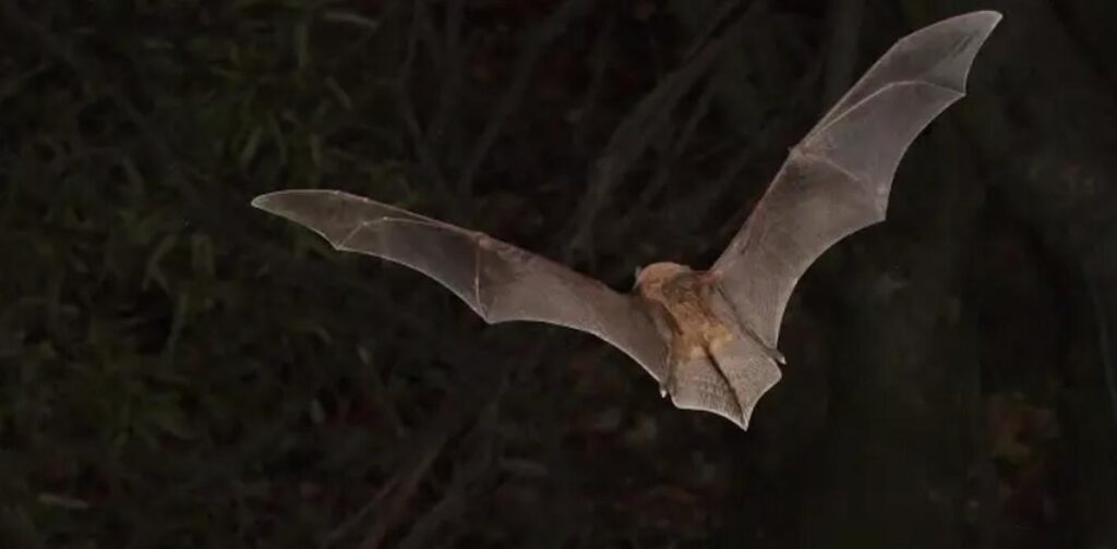 I pipistrelli africani perderanno habitat adatti: clima e grotte non coincidono