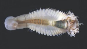 Nuovo genere di vermi spaghetti da incubo scoperto nelle profondità dell’Oceano Indiano