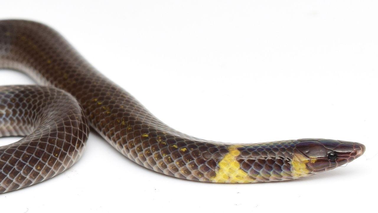 Una foto di un serpente nano delle canne (Pseudorabdion saravacense).