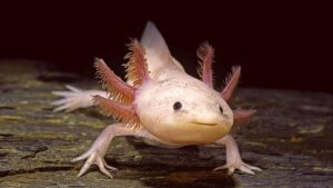 Gli axolotl possiedono un’abilità cognitiva sorprendentemente sofisticata, anche nel buio più completo