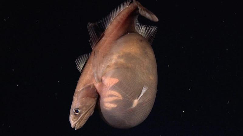 Un piccolo pesce degli abissi ha inghiottito una preda molto più grande di lui. Gli scienziati l’hanno ripreso con una telecamera.