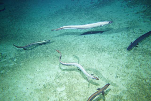 Milioni di misteriose anguille di acque profonde riprese mentre si radunano al largo delle coste della Tasmania