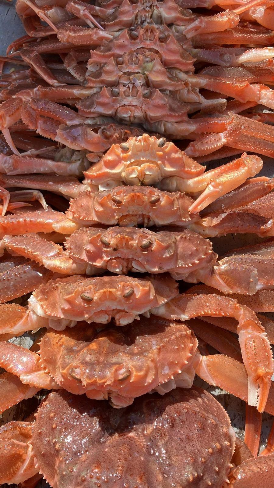 None Nel 2025, i pescherecci a strascico hanno iniziato all’improvviso a pescare granchi ibridi rari in quantità record nel Mare di Bering. Ora sappiamo perché