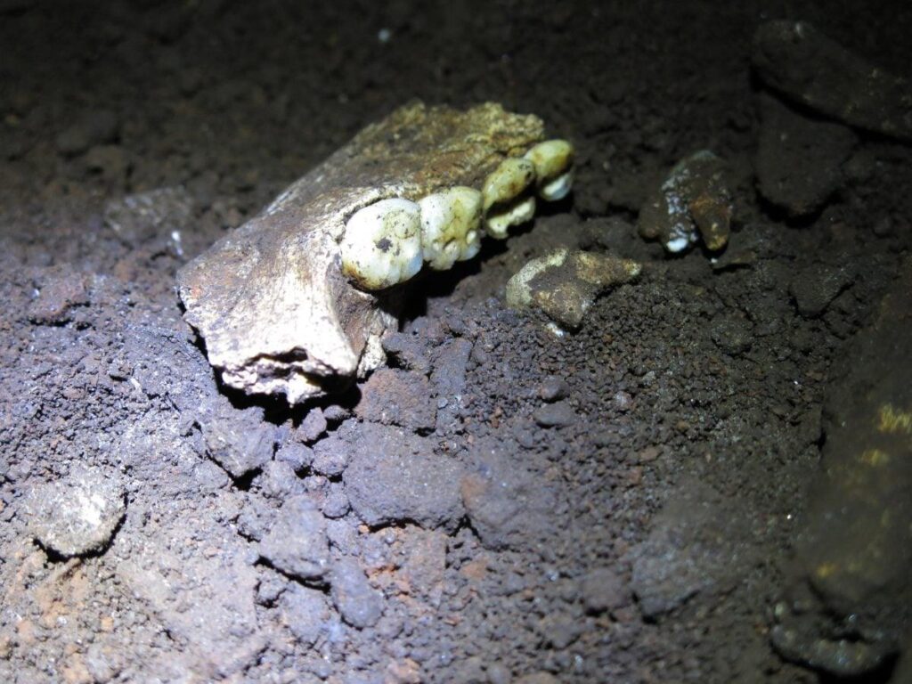 Nei denti di Homo naledi manca un marcatore maschile: forse erano tutte femmine