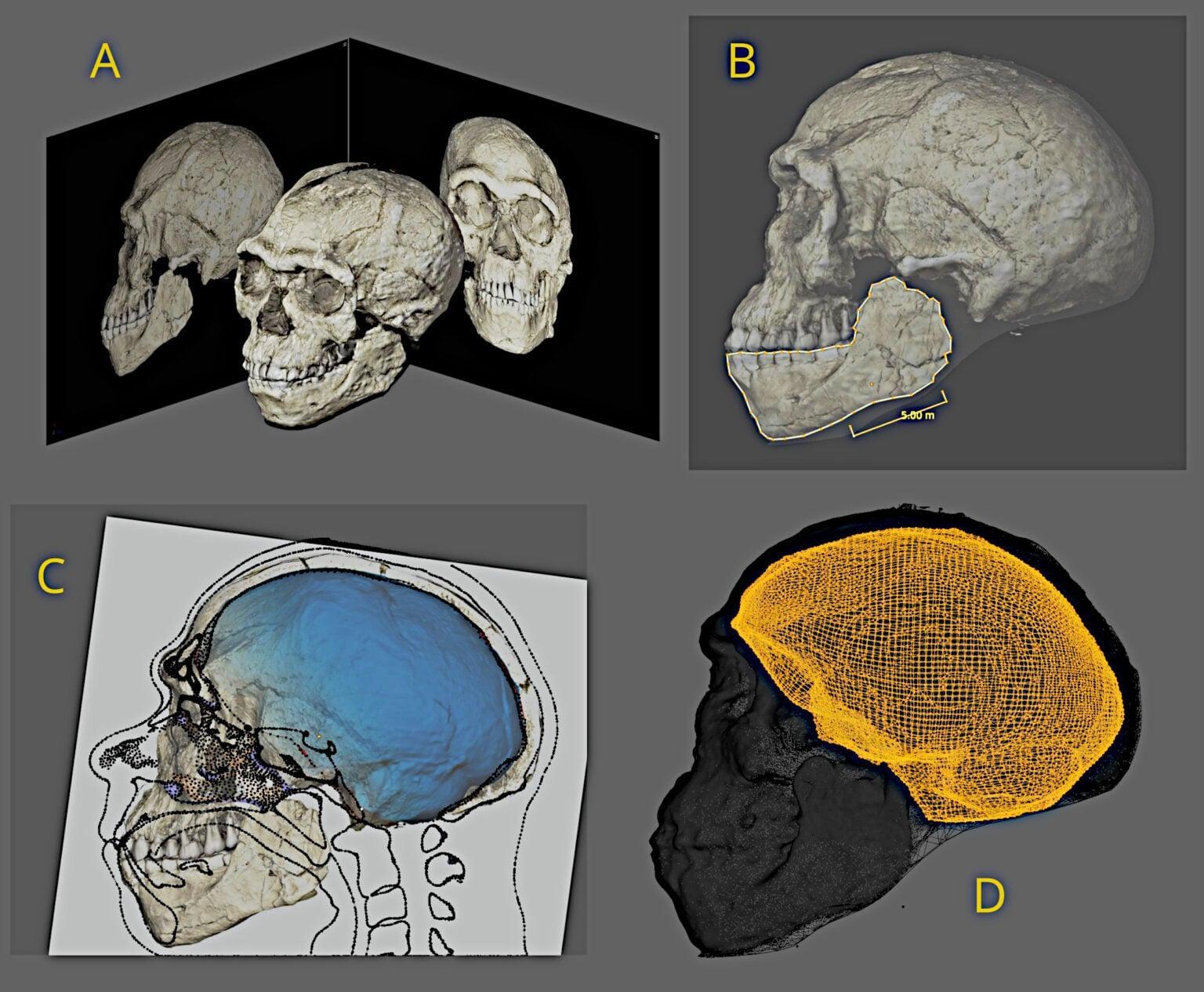 Fasi della ricostruzione digitale del cranio composito di Jebel Irhoud e della sua cavità interna.