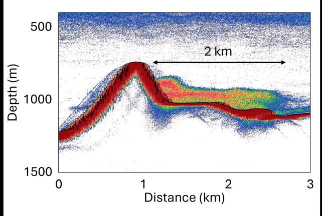Milioni di misteriose anguille di acque profonde riprese mentre si radunano al largo delle coste della Tasmania