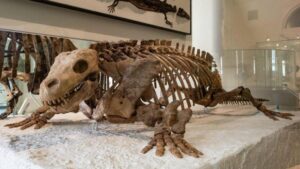Fossile di Diadectes