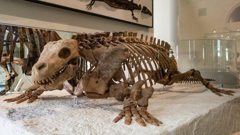 Fossile di Diadectes