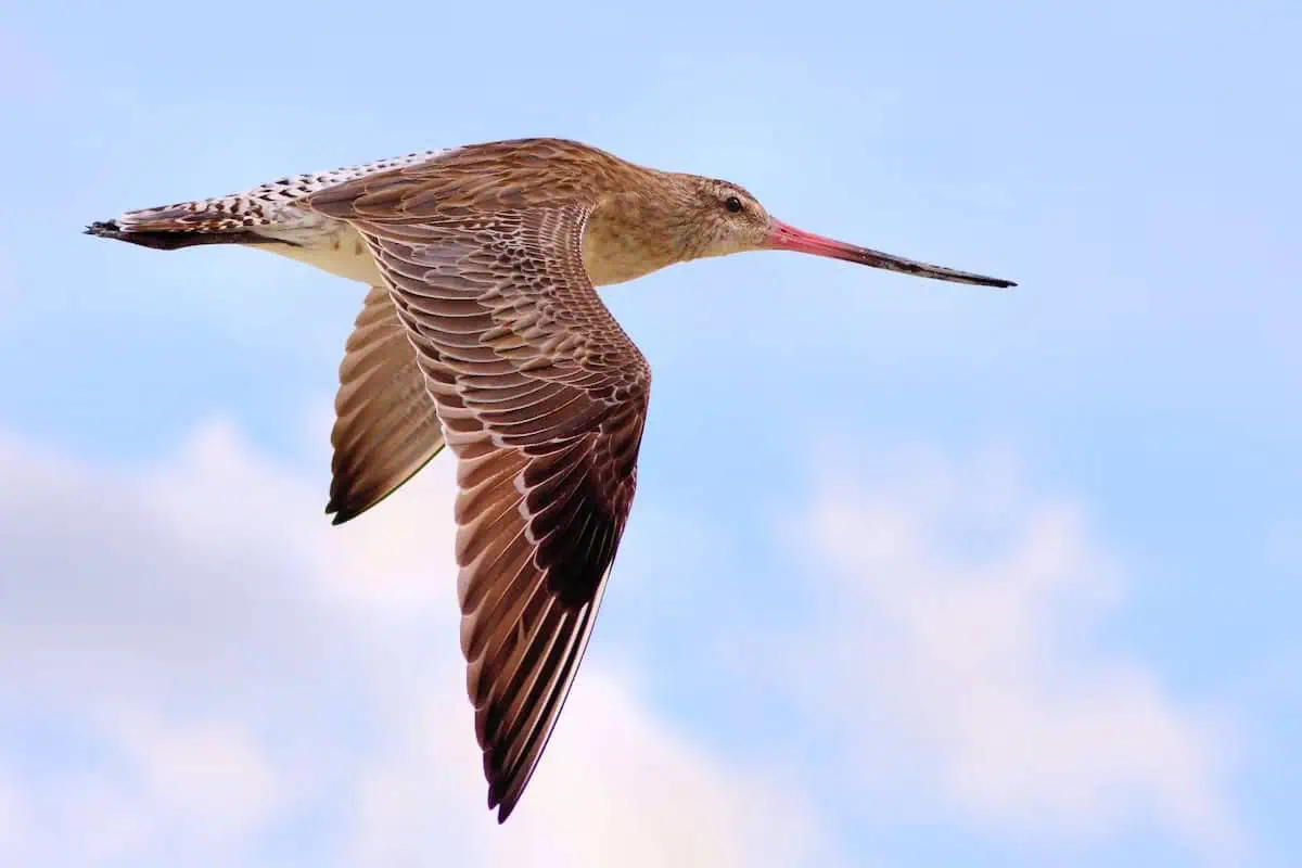 Questo uccello ha volato per 13.560 chilometri sul Pacifico senza mai fermarsi