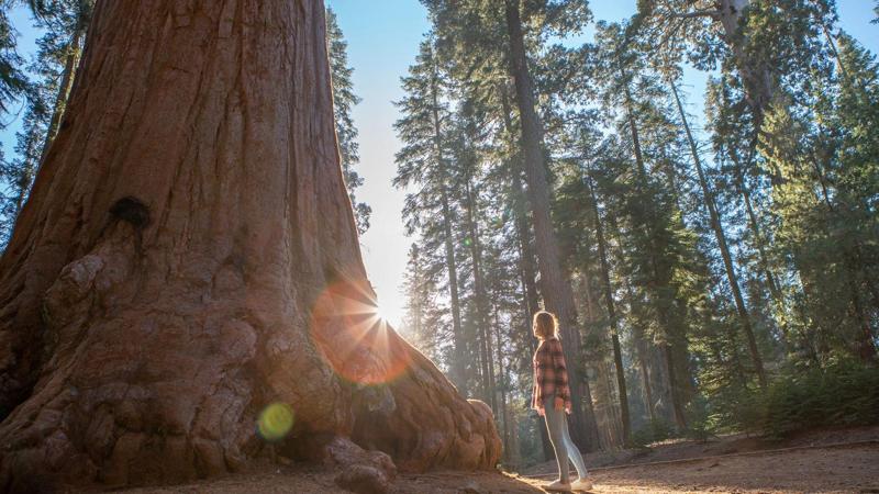 Una donna è in piedi sotto un grande albero nel mezzo di una foresta.