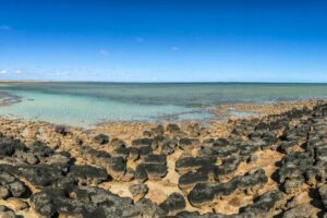 Microbialiti, le tracce di vita antica che possono segnalare crisi ecologiche