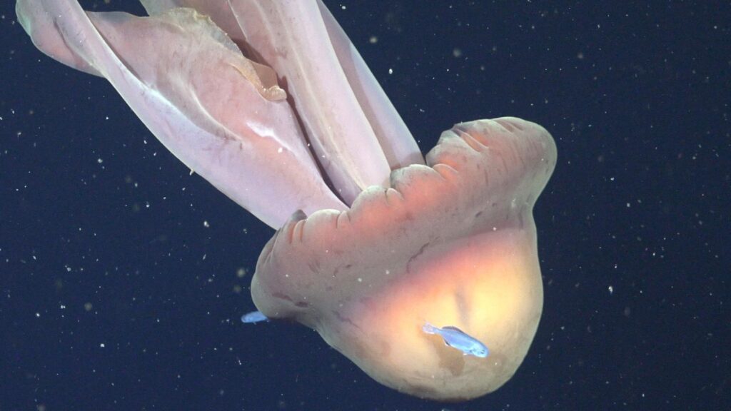 Una medusa gigante ospita 20 giovani pesci: la prima prova in mare aperto