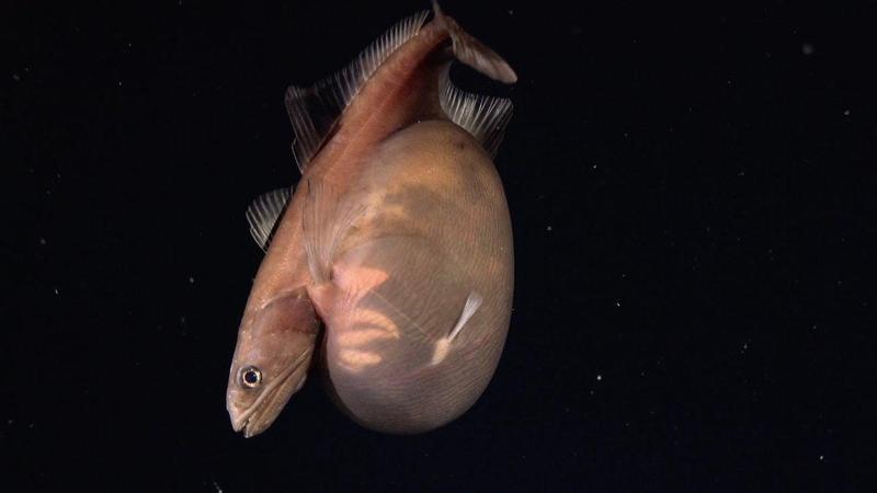 None Un piccolo pesce degli abissi ha inghiottito una preda molto più grande di lui. Gli scienziati l’hanno ripreso con una telecamera